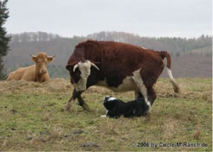 Selbst mit Baby im Bauch hilft uns Sissy noch mit vollem Elan bei der Arbeit.